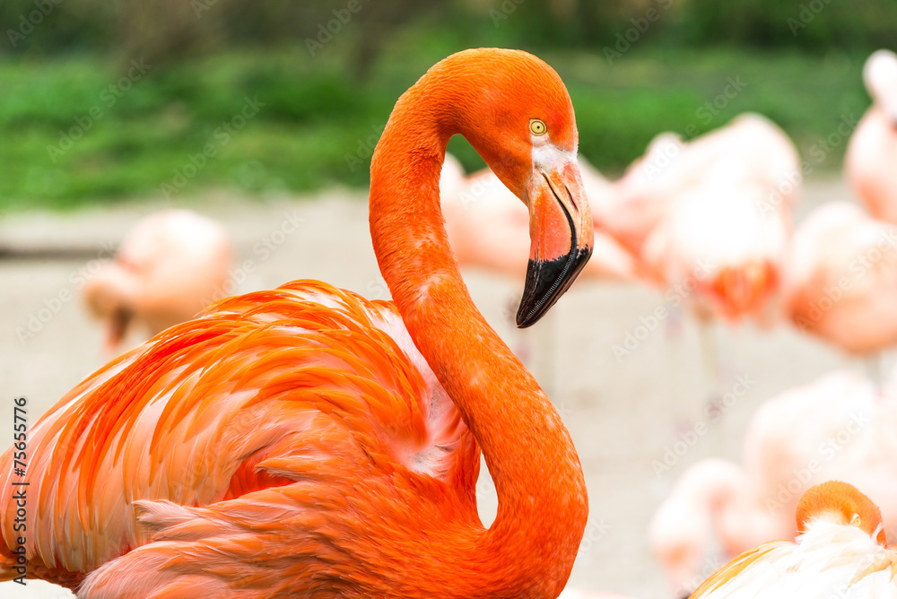 Flamingos