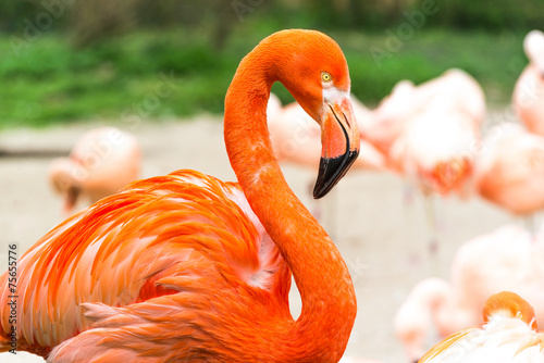 Obraz na płótnie Flamingos w salonie