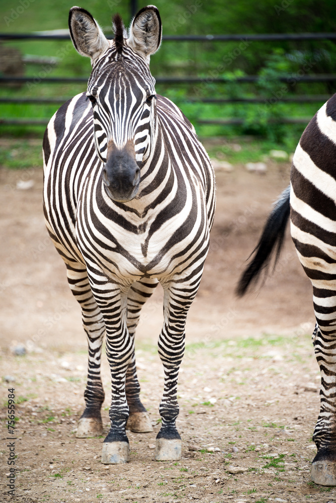 Zebra