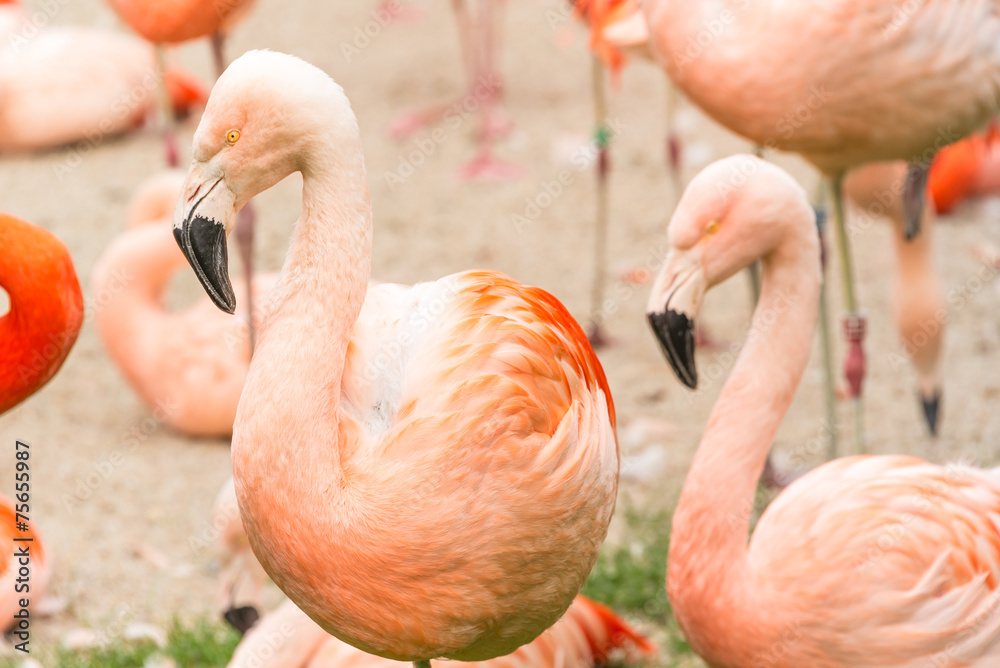 Flamingos
