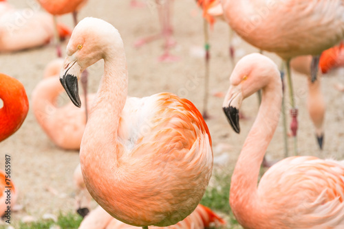 Obraz na płótnie Flamingos w salonie