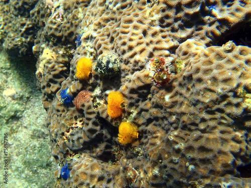 Colorful Tropical Reef