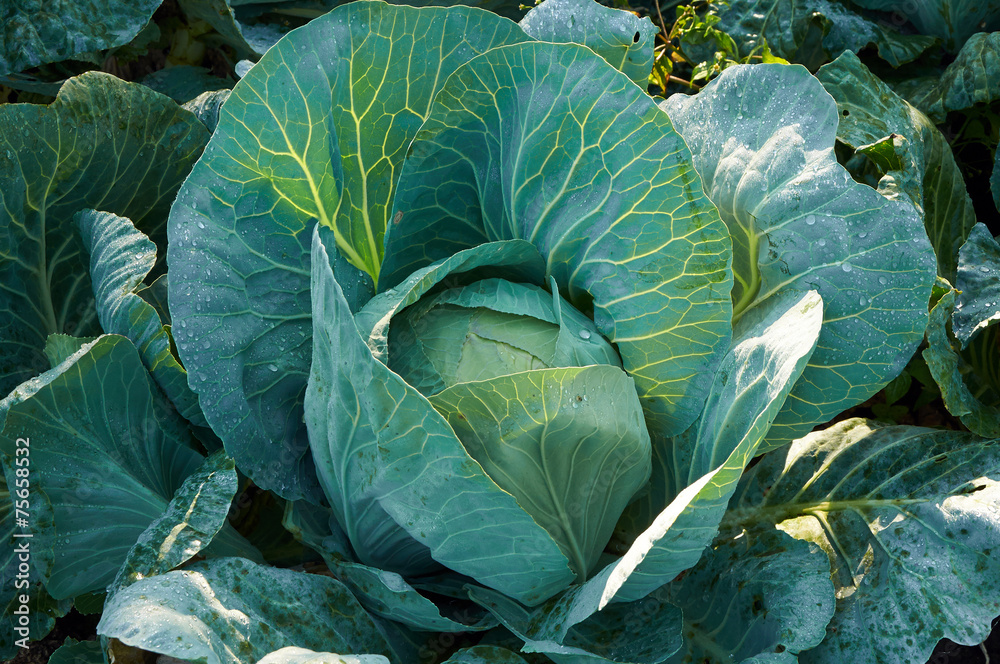 Fototapeta premium Cabbage with drops of cool morning dew
