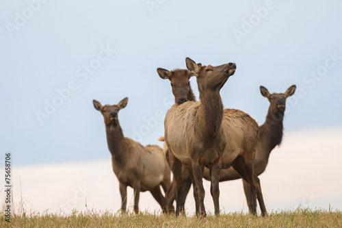 Fototapeta Naklejka Na Ścianę i Meble -  deer in wild scenery
