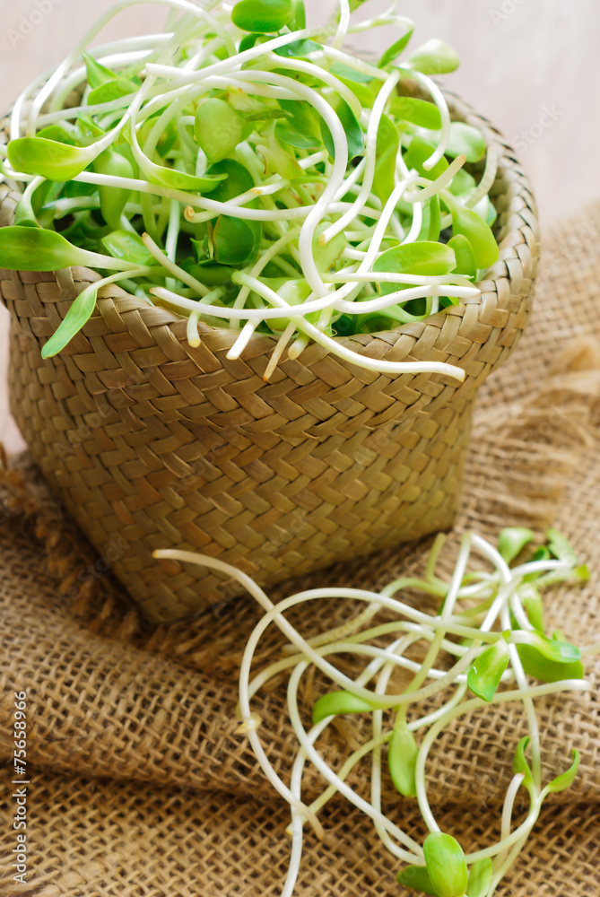 Obraz premium green young sunflower sprouts