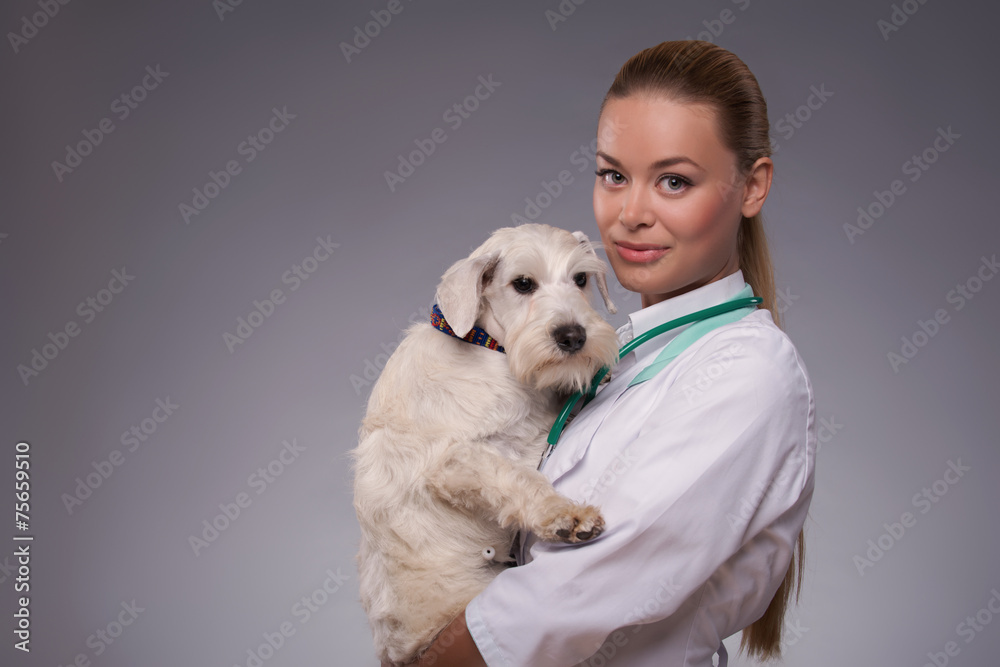 Female veterinarian examines little dog Female veterinarian examines little dog