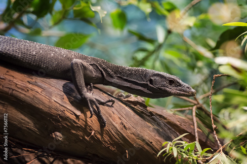 Black Tree Monitor