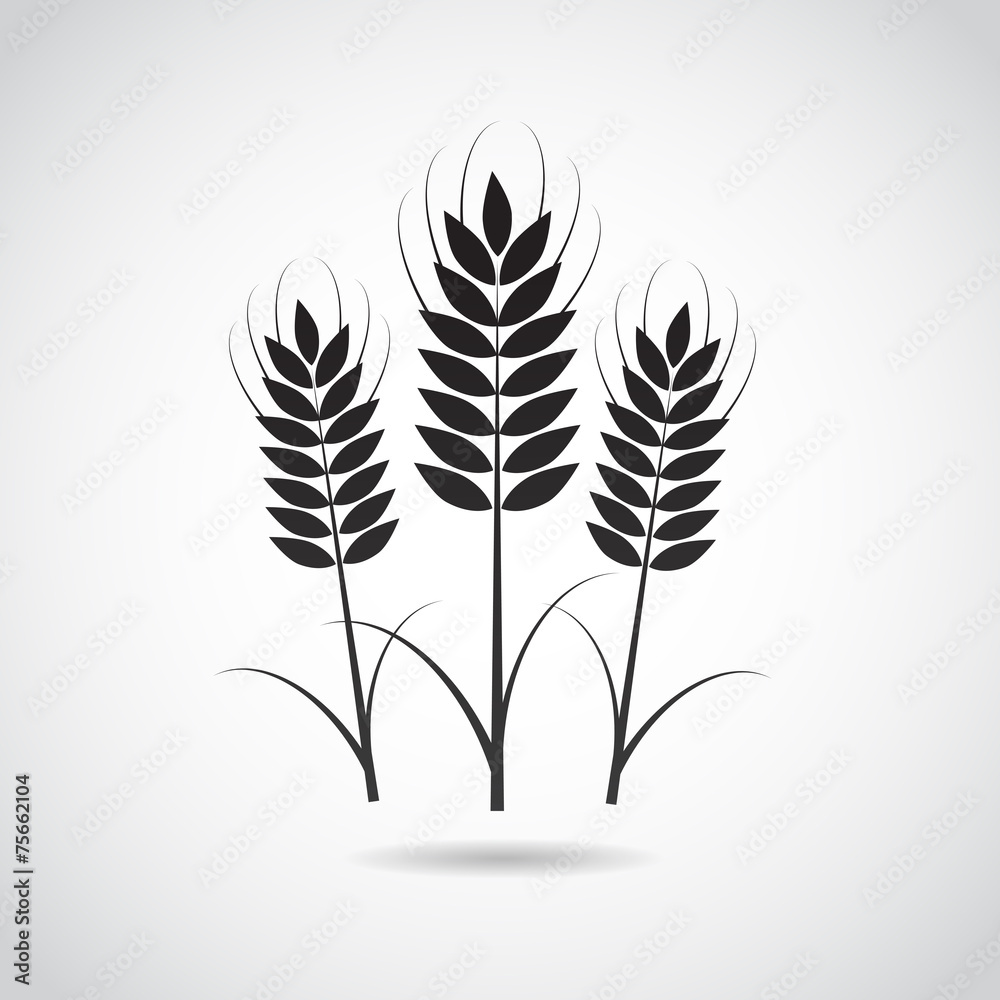 Wheat vector icon.