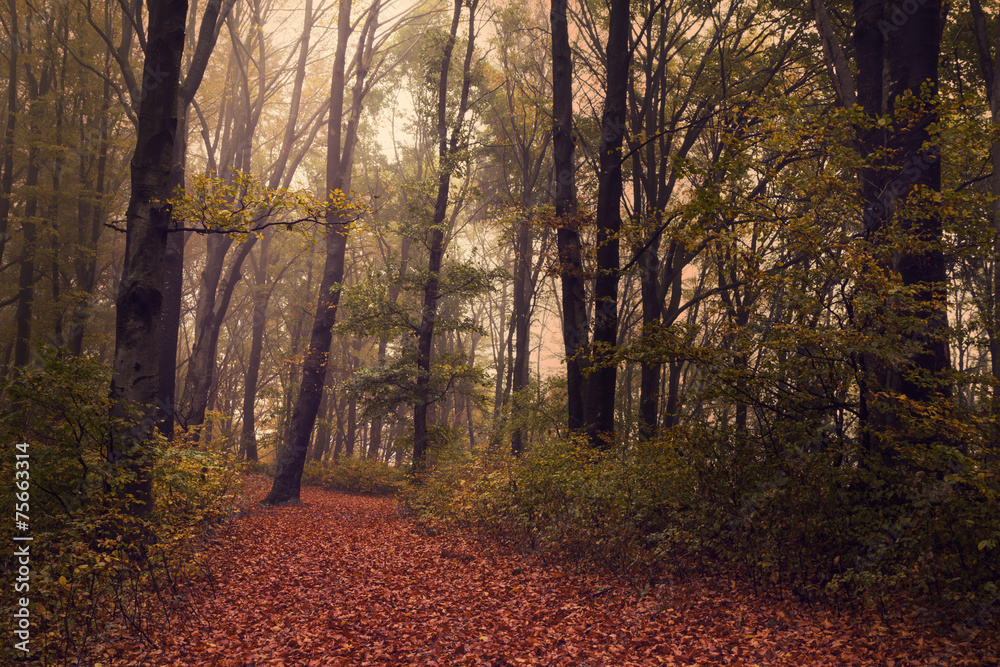 Obraz premium Romantic forest with foggy atmosphere