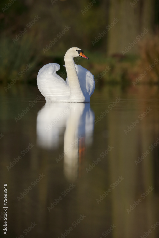 Mute swan,Cygnus olor Mute swan,Cygnus olor