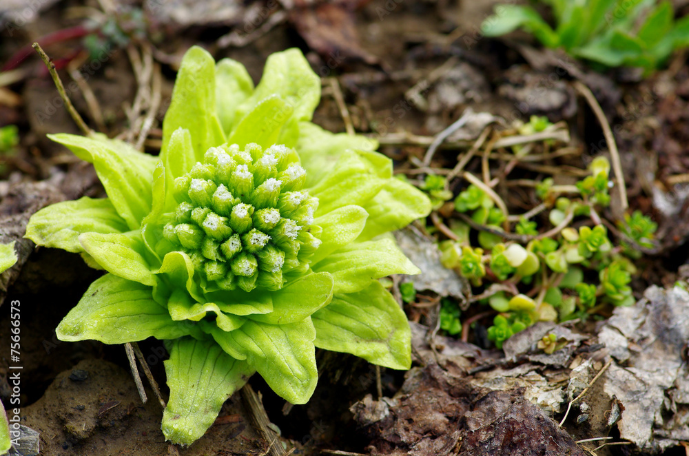 Obraz premium ふきのとう