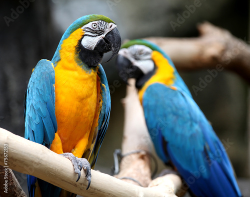 Macaws