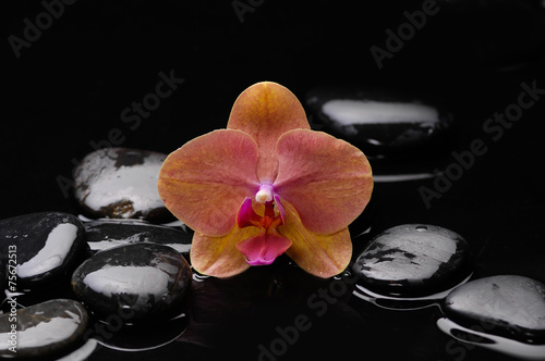 orchid with therapy stones on wet background