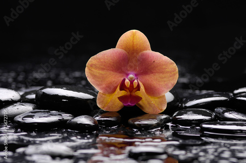 Beautiful orange orchid and therapy stones