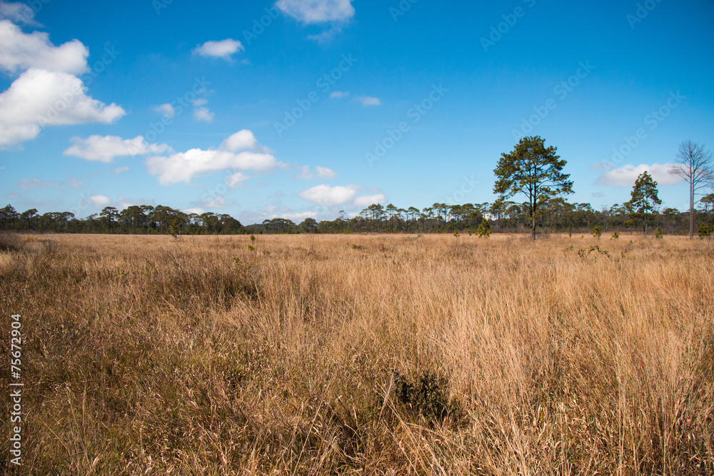 prairie