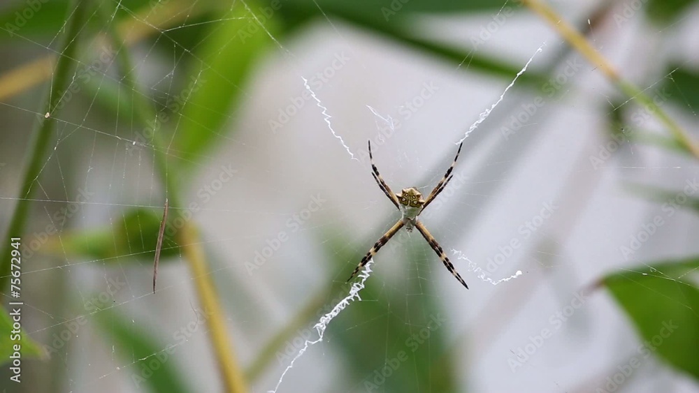 Black and Yellow Argiope spider on web in the garden Black and Yellow Argiope spider on web in the garden