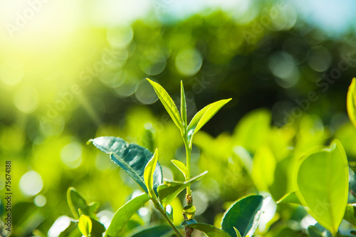 Green tea  leaves on tea plantations