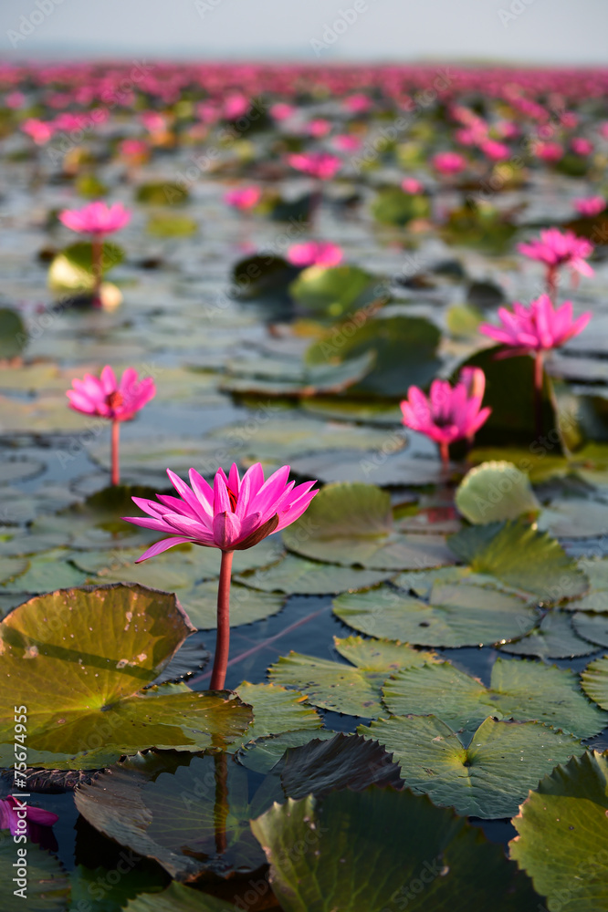 The sea of pink lotus, Udon Thani, Thailand The sea of pink lotus, Udon Thani, Thailand