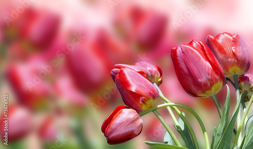 Garden red tulips