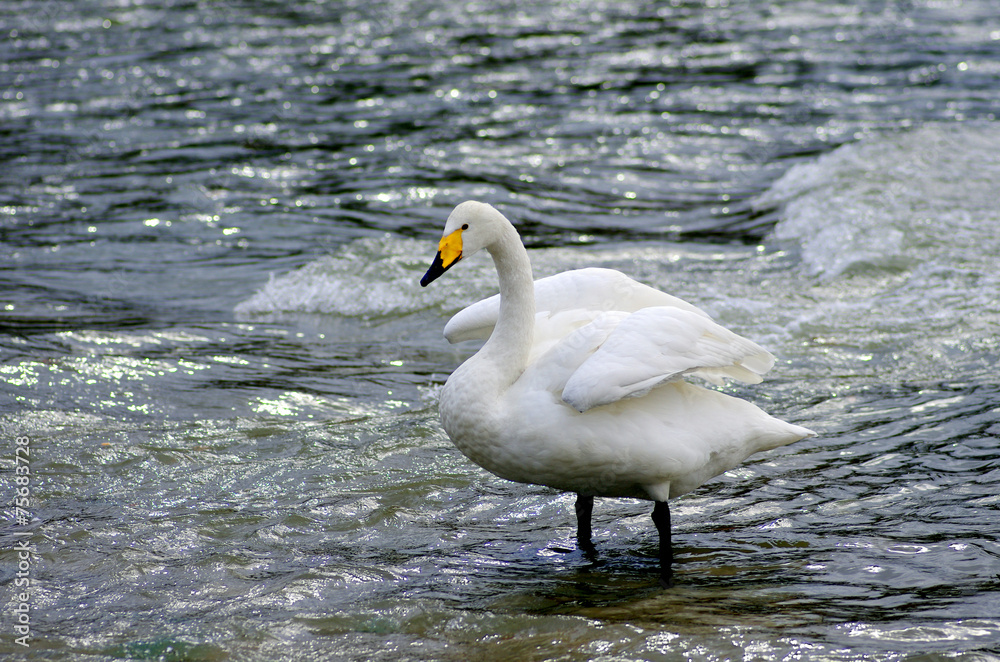 Naklejka premium 白鳥
