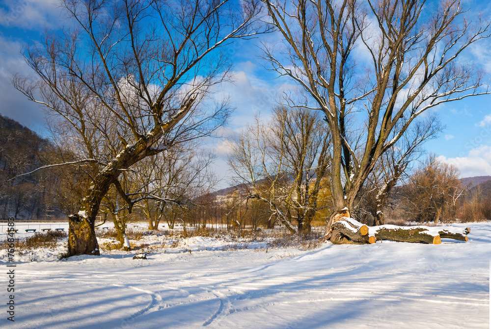 Naklejka premium Big old trees in winter forest