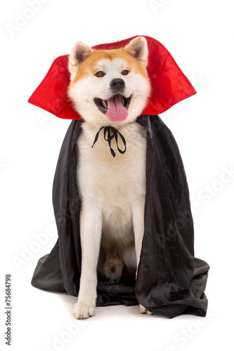Akita Inu