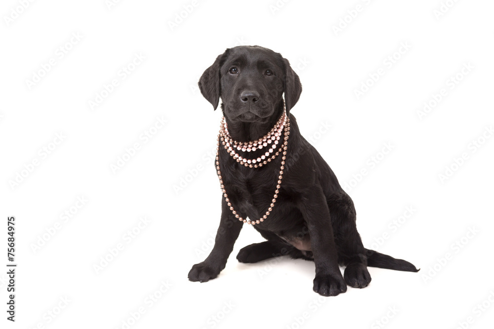 Labrador retriever Labrador retriever