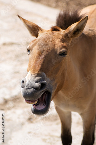 Wild Przewalskii horse