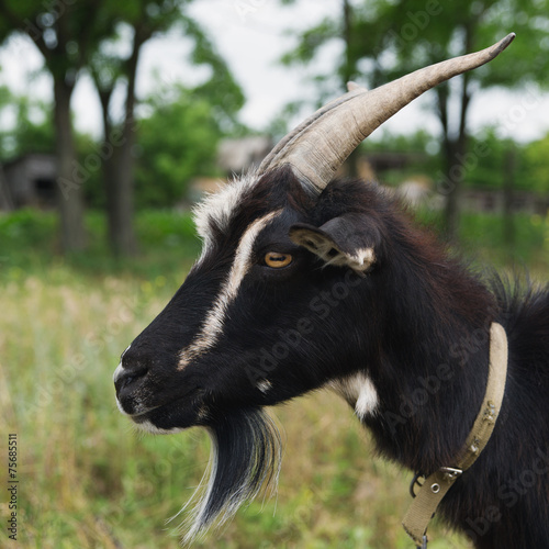 Head of a black goat