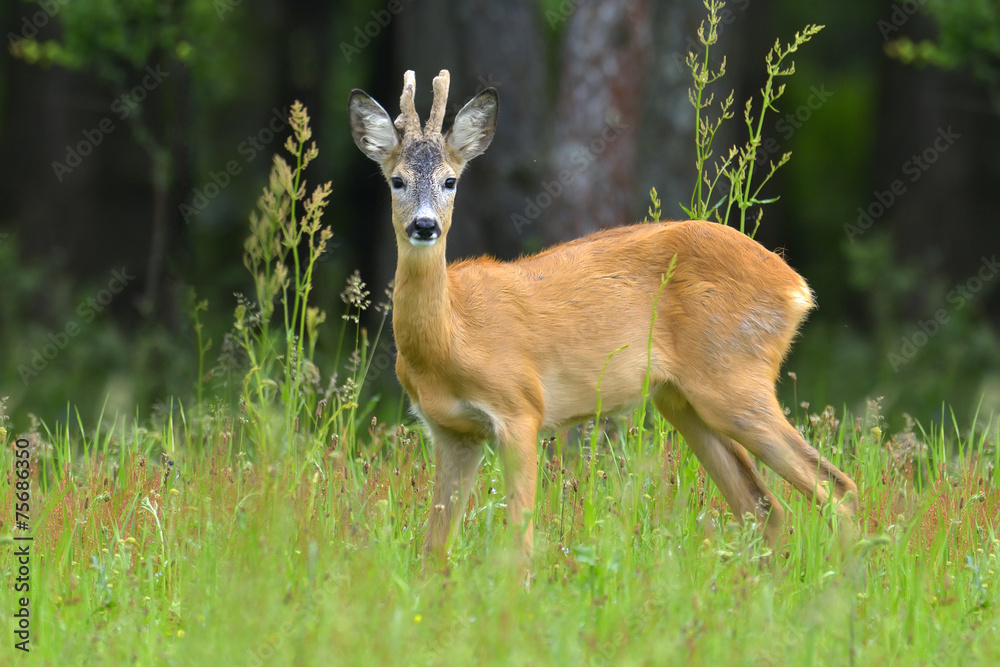 Fototapeta premium Roebuck (capreolus capreolus)