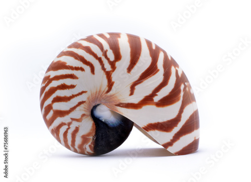 Nautillus shell