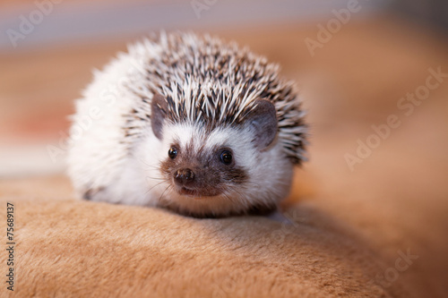African white- bellied hedgehog photo