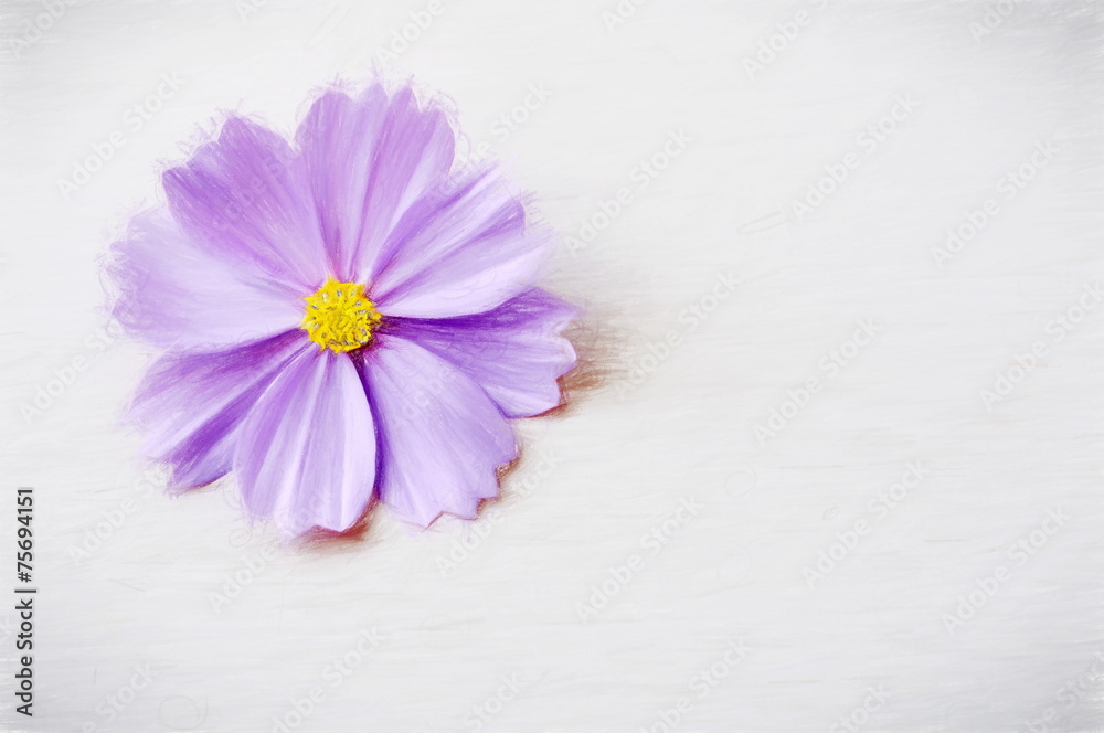 flower purple  - illustration based on own photo image
