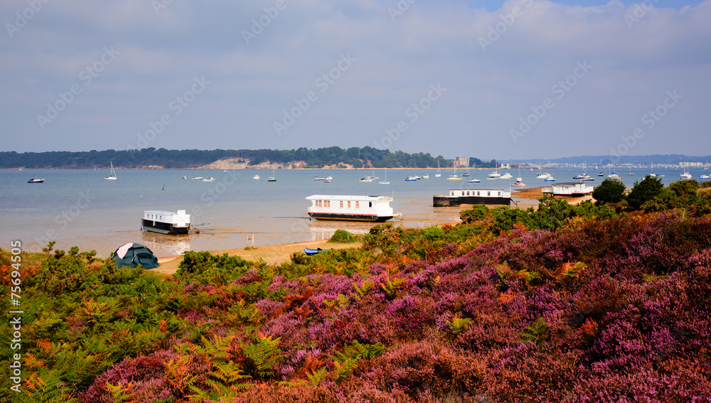 Purple heather and Brownsea Island Poole Harbour Dorset UK