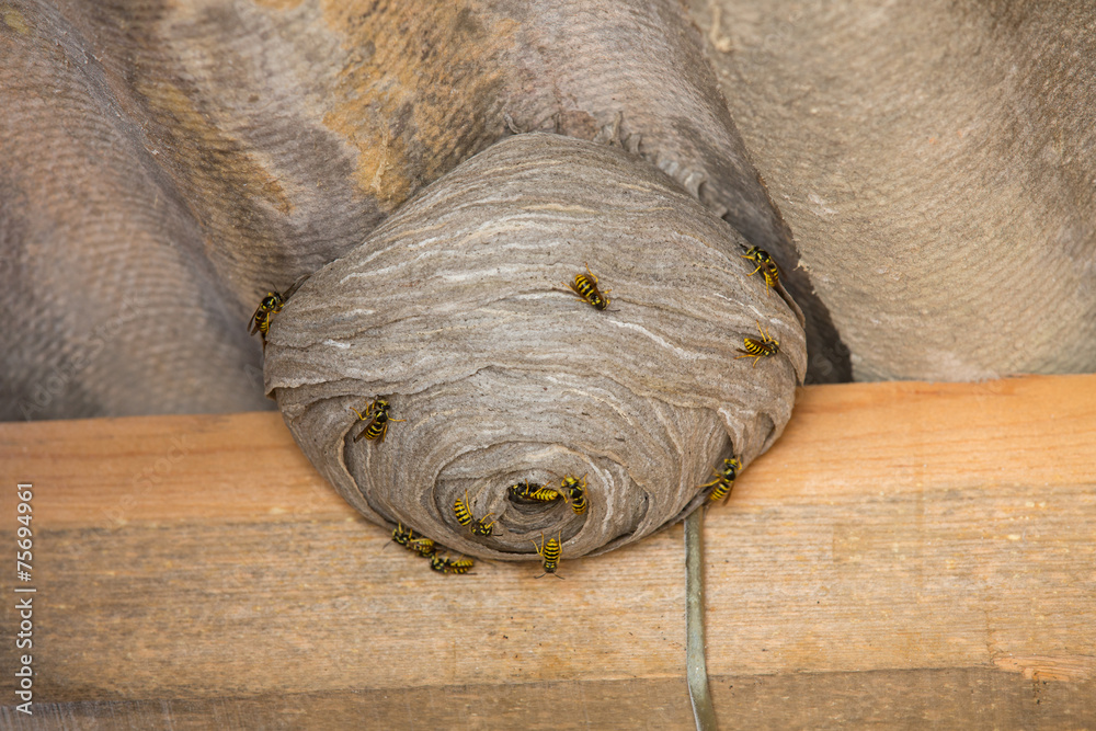 Obraz premium Wasp's nest below asbestos roof