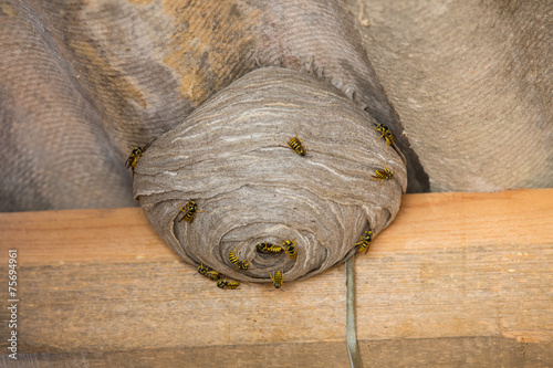 Wasp's nest below asbestos roof