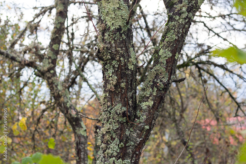 Autumn in Russian village
