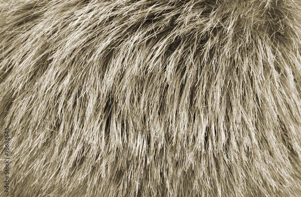 Fototapeta premium Hair