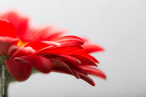 Macro photo of gerbera flower with water drop. floral background