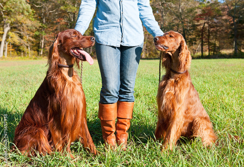 Obraz na płótnie Irish Setter dogs