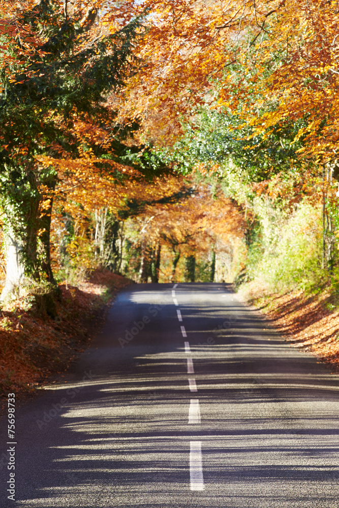 Country Road Through Autumn Woodland