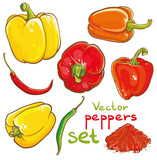 Vector illustration of peppers, chili peppers, cayenne and spice