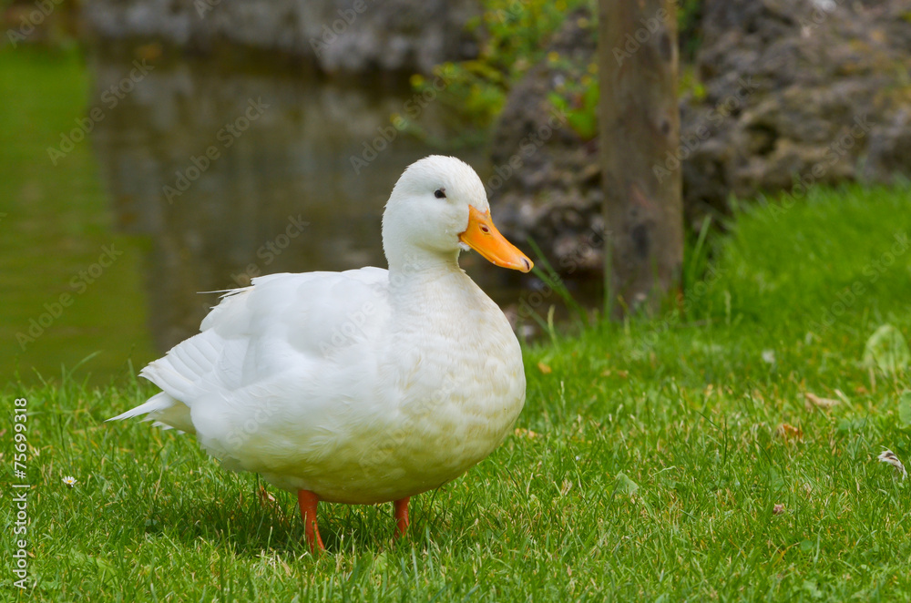White duck staying in a meadow White duck staying in a meadow