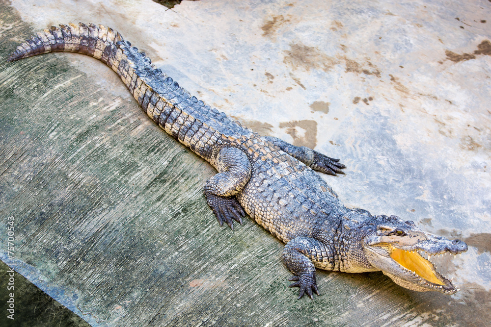 Dangerous crocodile open mouth in farm in Phuket, Thailand