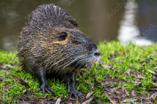 Obraz na płótnie Nutria w salonie