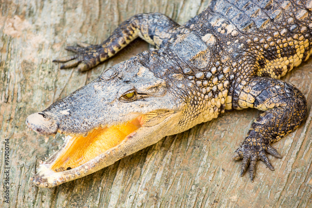 Obraz premium Dangerous crocodile open mouth in farm in Phuket, Thailand.