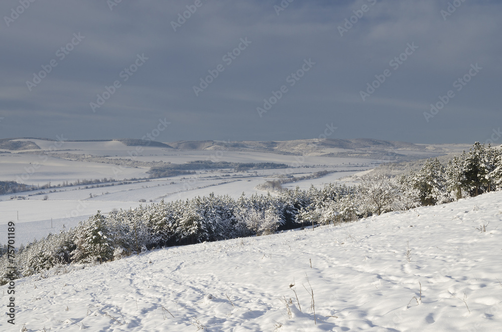 Winter tale in the fields of northern Bulgaria