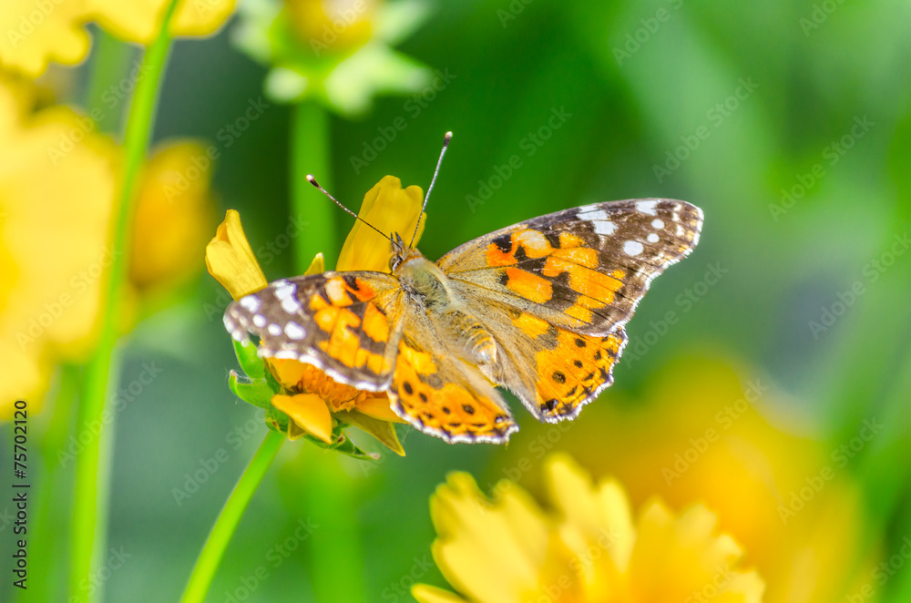 Beautiful butterfly on the bright yellow flower Beautiful butterfly on the bright yellow flower