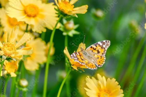 Beautiful butterfly on the bright yellow flower © parovysh