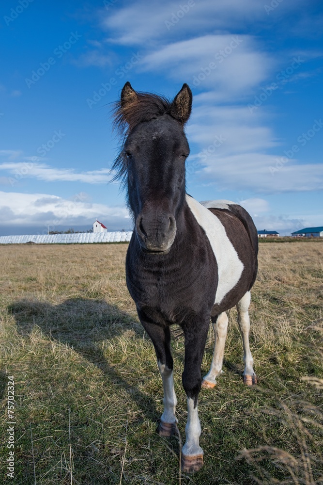 Fototapeta premium Islandpferd
